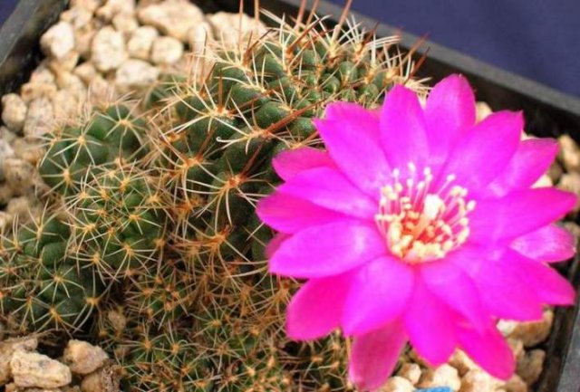 Sulcorebutia_ayopayana